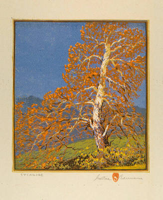 Gustave Baumann, Sycamore, 1915, color woodcut, 10 1/2 x 9 1/2 inches. Collection of the New Me…