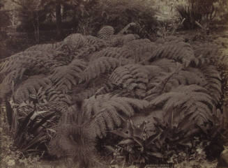 Alsophlia Crinita: Wooly Tree-Ferns
