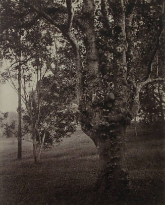 Artocarpus Integrifolia (Jak-Tree)