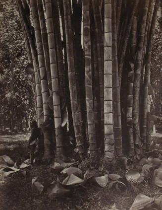 Bamboos at Peradeniya