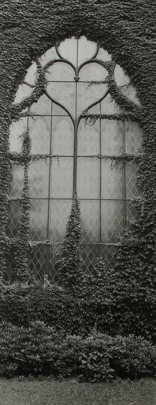 Window with Ivy