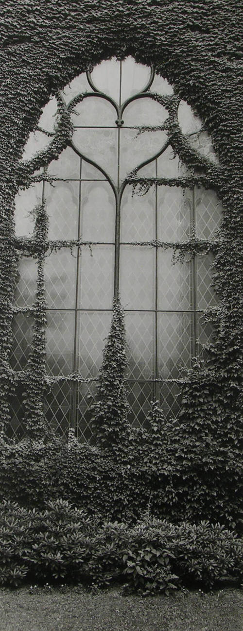 Window with Ivy