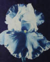 Betty Hahn, Large Blue Iris, 1985, hand colored cyanotype, 19 3/8 x 15 5/8 in. Collection of th…