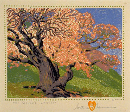 Gustave Baumann, The Bishop's Apricot, 1924, color woodcut, 6 1/16 × 7 5/8 in. Collection of th…
