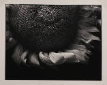 Paul Caponigro, Sunflower, Boston, 1965, gelatin silver print, 6 13/16 x 8 5/8 in. Collection o…