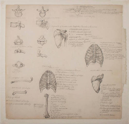 17 Sketches of Human Bones