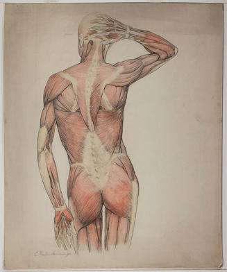 Anatomical Drawing of Male, Back View