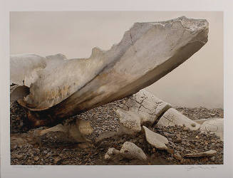 Whale Bones, South Georgia, Antarctica, (from the Wondrous Cold: An Antarctica Journey series)