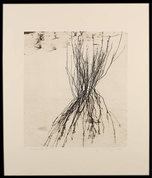 Weed, White Sands (from the series Desert)