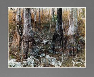 Dry Cypress Swamp, Tamiami Trail, Florida