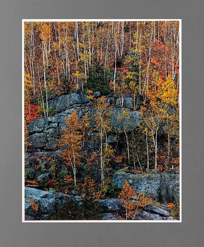 Birch Trees on Cliff, Near Keene Valley, Adirondack Park, New York