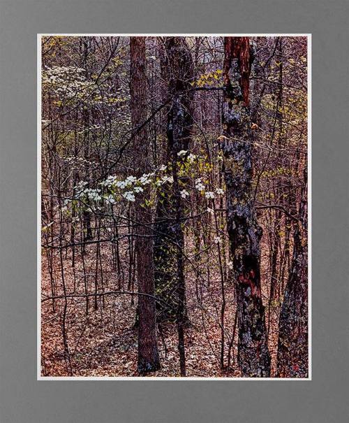 Dogwood and Oak Trees, Red River Gorge, Kentucky