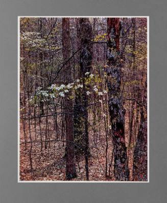 Dogwood and Oak Trees, Red River Gorge, Kentucky