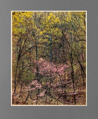 Redbud and Tulip Poplar, Near Foothills Parkway, Great Smoky Mountains National Park, North Carolina