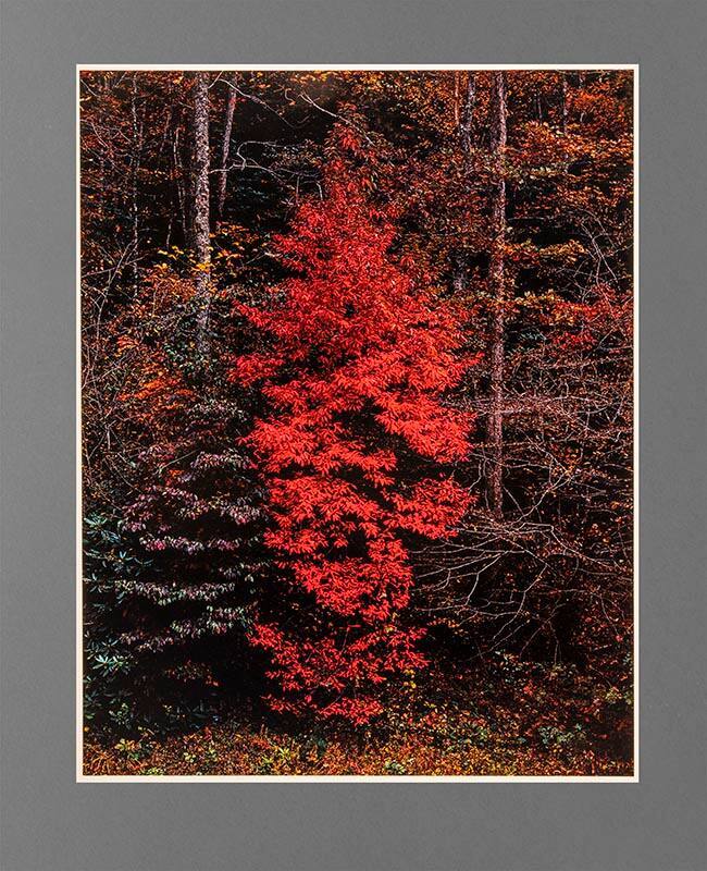 Red Tree Near Cades Cove, Great Smoky Mountains National Park, Tennessee