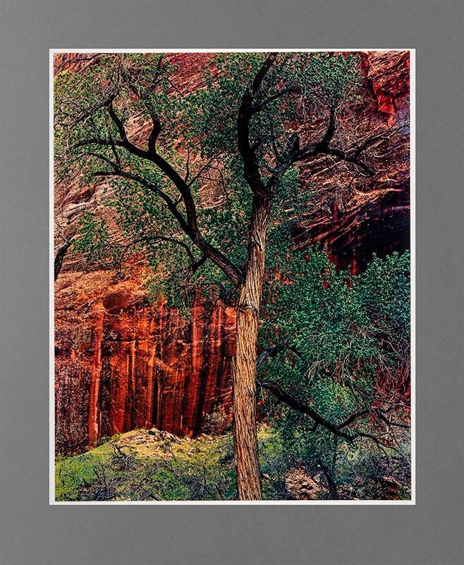 Old Cottonwood Tree, Moki Canyon, Glen Canyon, Utah, April 8, 1963