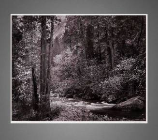 Tenaya Creek, Dogwood, Rain, Yosemite Valley, California