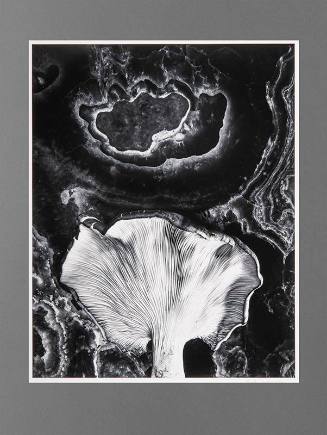 Gelatin Silver print by Paul Caponigro, "Fungus, Ipswich, Massachusetts"