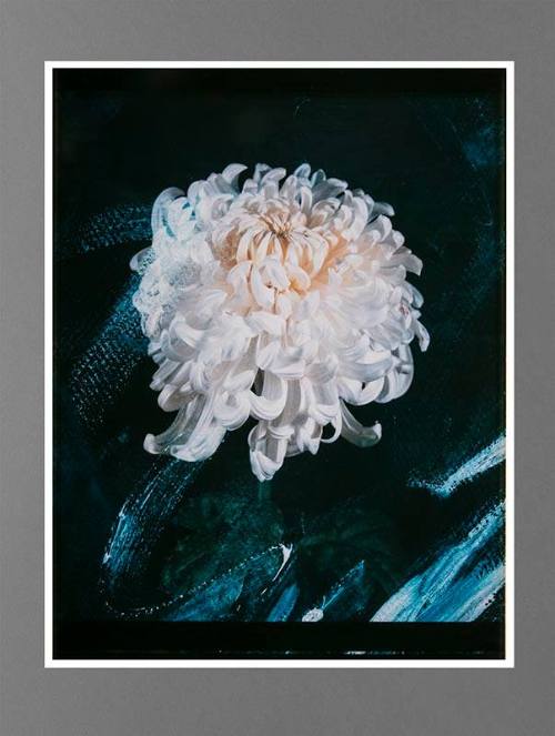 White Chrysanthemum X Changes
