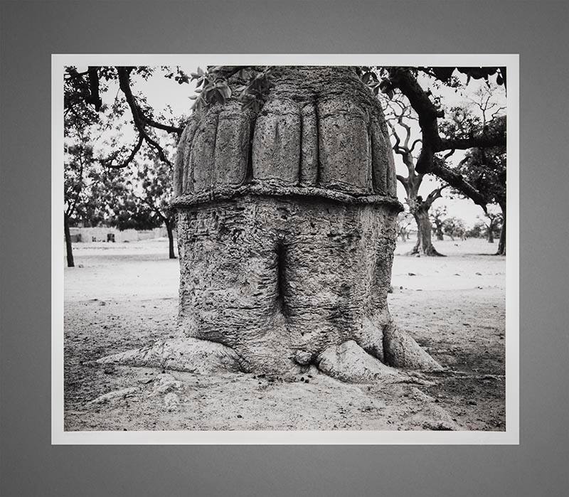Baobab Monument #1 (Mali)