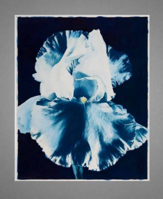 Large Blue Iris