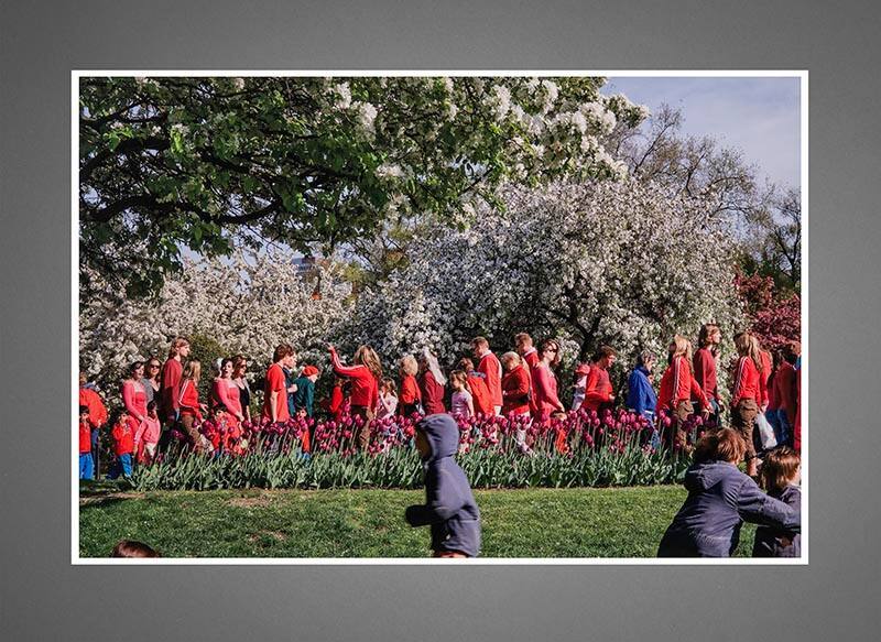 Boston Public Garden, Red Flowers (from the series Selected People)