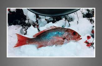Red Snapper 2004/2005 (from the series Chromatherapy)

