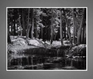 Lodge Pole Pines, Lyell Fork of the Merced River, Yosemite National Park, California