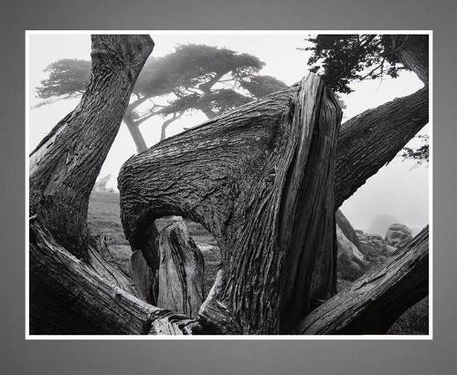 Cypress and Fog, Pebble Beach, California