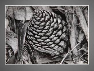 Ansel Adams, Pine Cone and Eucalyptus Leaves, 1932, gelatin silver print, 6 x 8 3/8 in. Gift of…