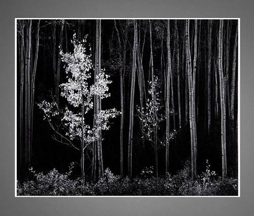 Gelatin silver print of aspen trees