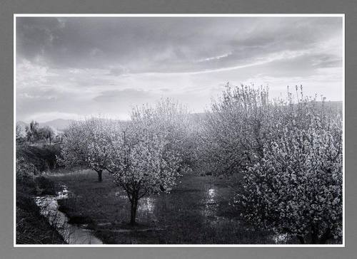 Apple Blossoms, Velarde, New Mexico