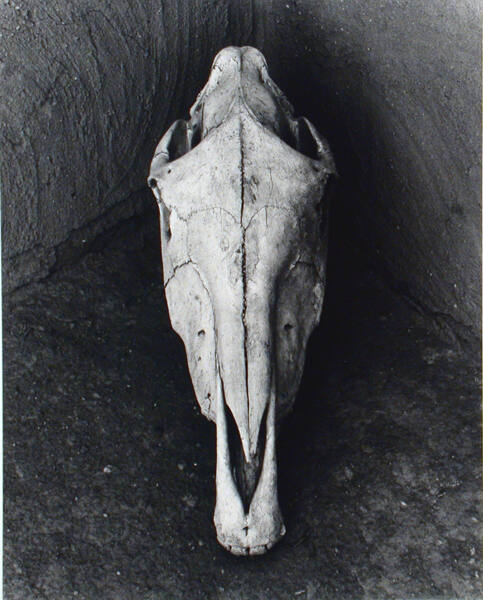 Horse Skull, O'Keeffe's Abiquiu, New Mexico