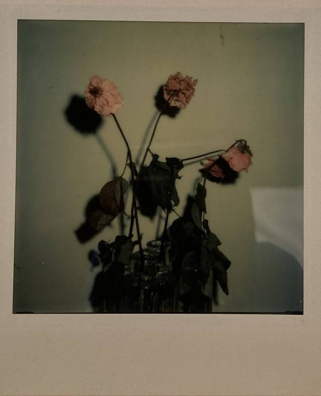 Untitled (Roses)