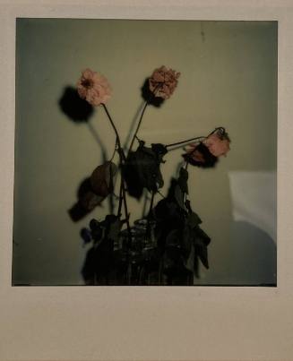 Untitled (Roses)