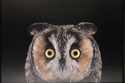 Long Eared Owl #1