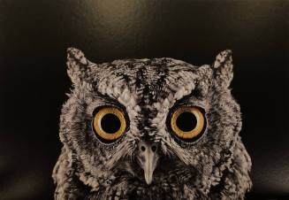 Western Screech Owl #1