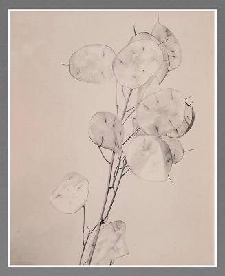 Untitled (Lunaria seed pods)