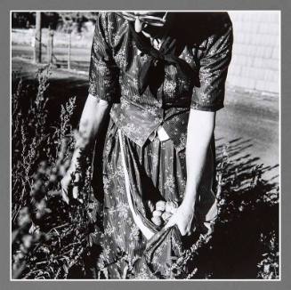 Rebecca Walter Harvesting Tomatillos, Lamona Colony, Washington