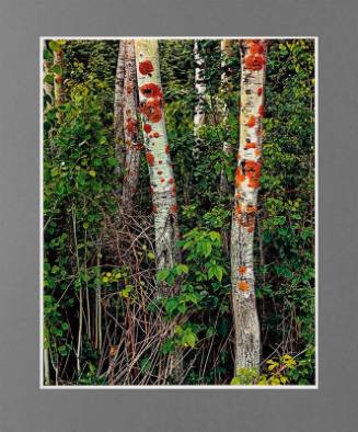 Poplars With Lichens, Great Spruce Head Island, Maine