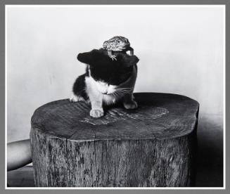 Frog-Kitten on Stump