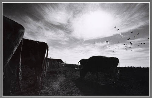 Untitled (Cows)