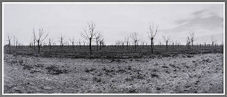 Pecan Orchard, Roswell, New Mexico, 1983