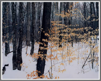 Winter Forest, Adirondacks, NY