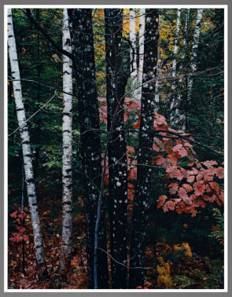 Birch, Maple, Oak, New Hampshire