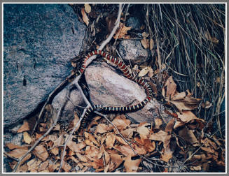 Arizona, Banded King Snake