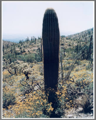 Saguaro Cactus, Arizona