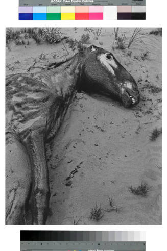 Dead Horse, Arizona