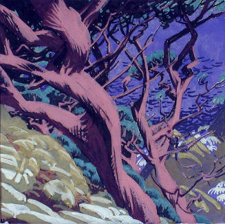 Monterey Cypress (study)