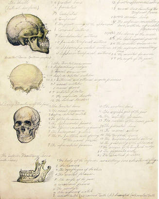 Sketches of Skulls